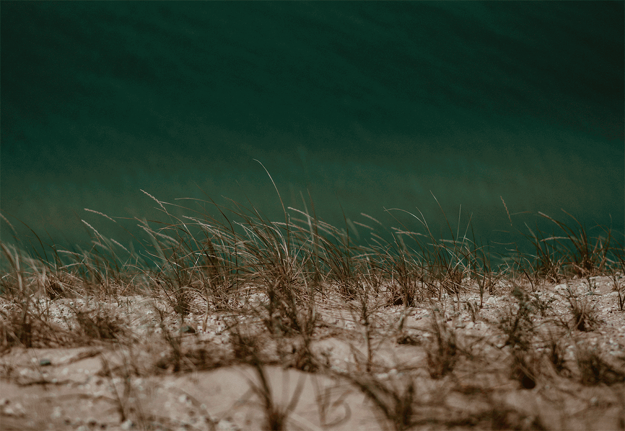 A GIF of the weeds blowing with Lake Michigan in the background.