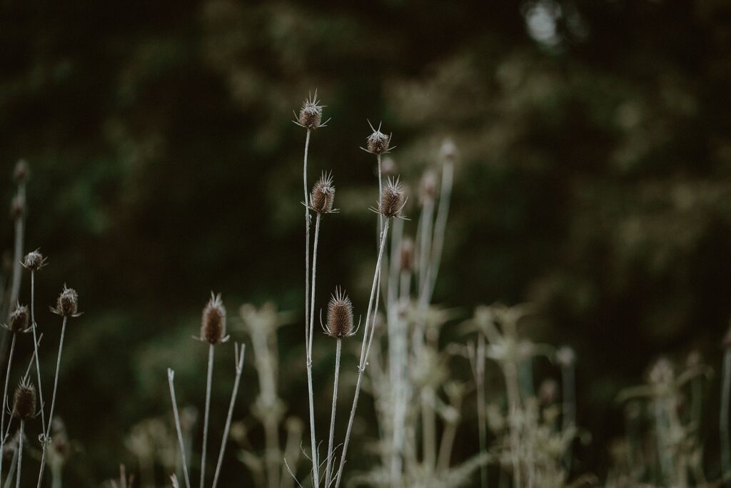 Wildflowers