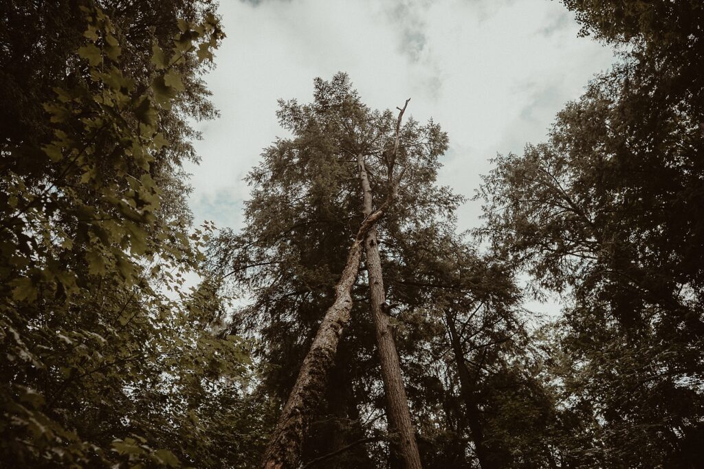 Trees