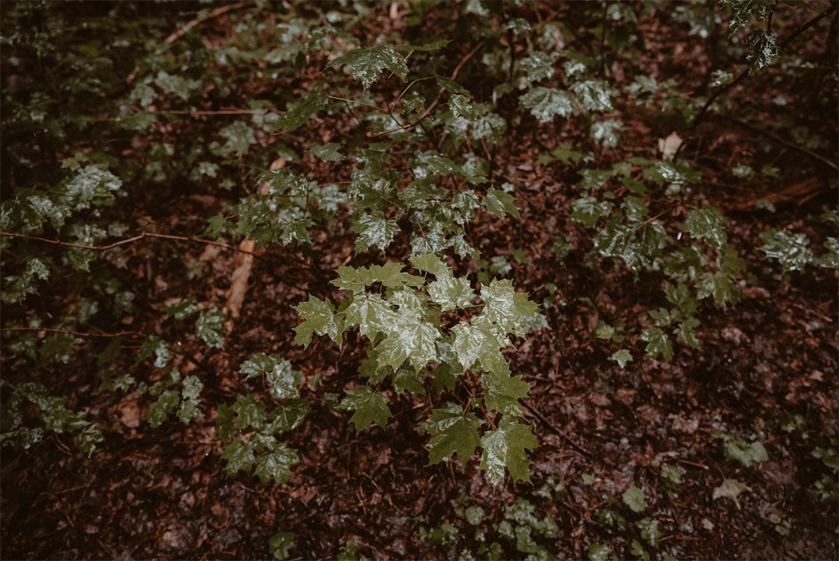 GIF of rain falling on the weeds on the ground.