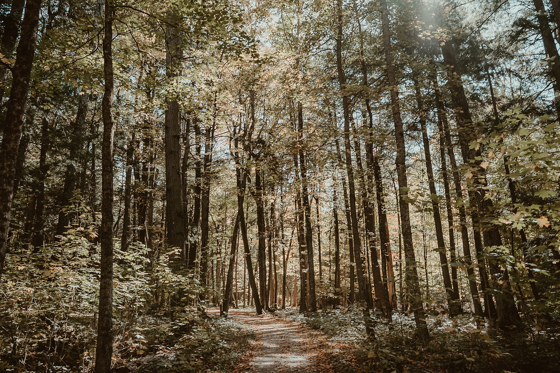The glowing autumn colors at Hartwick Pines State Park