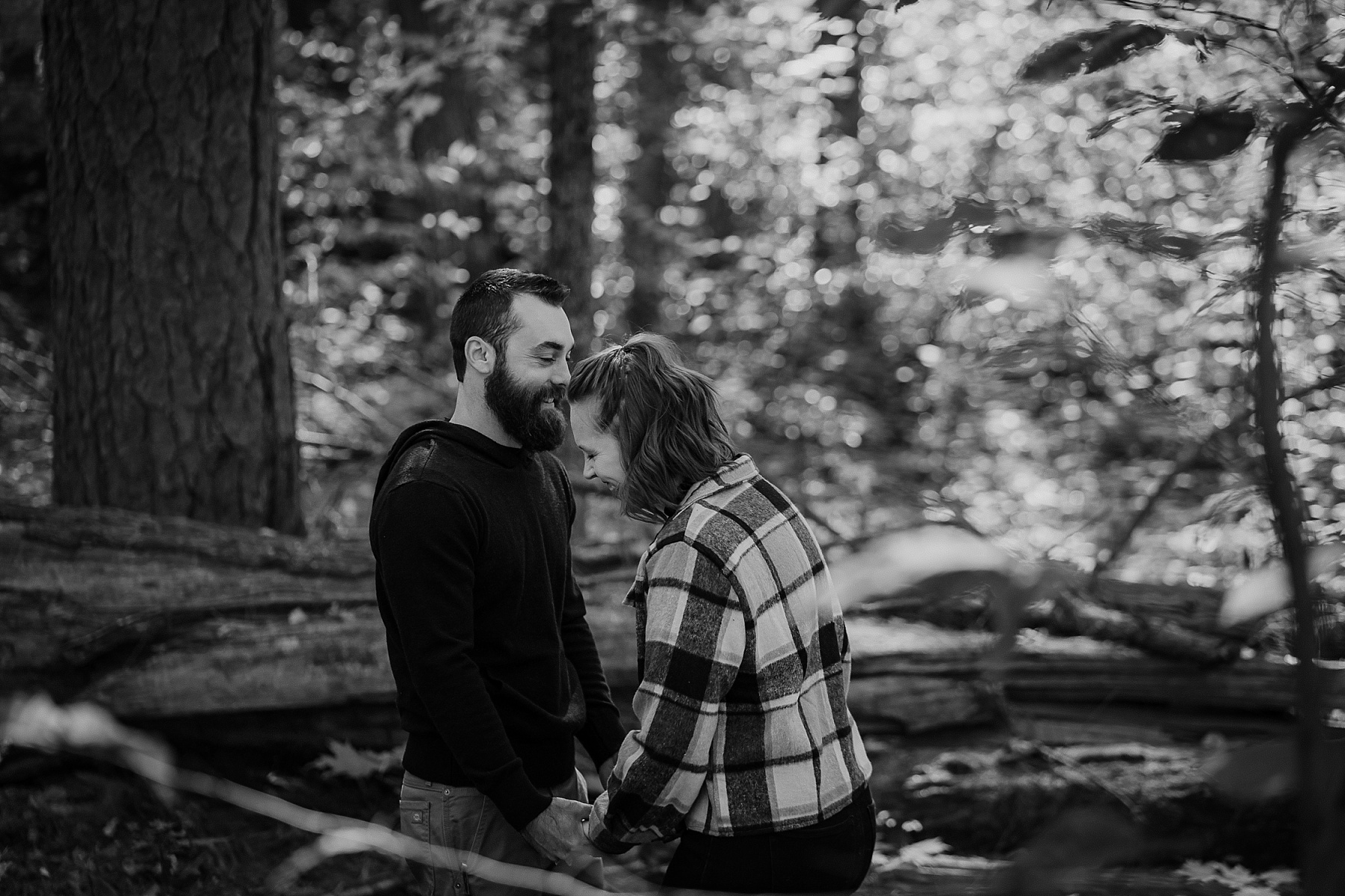 Engaged couple standing beneath towering old-growth pines surrounded by golden autumn leaves in black and white.