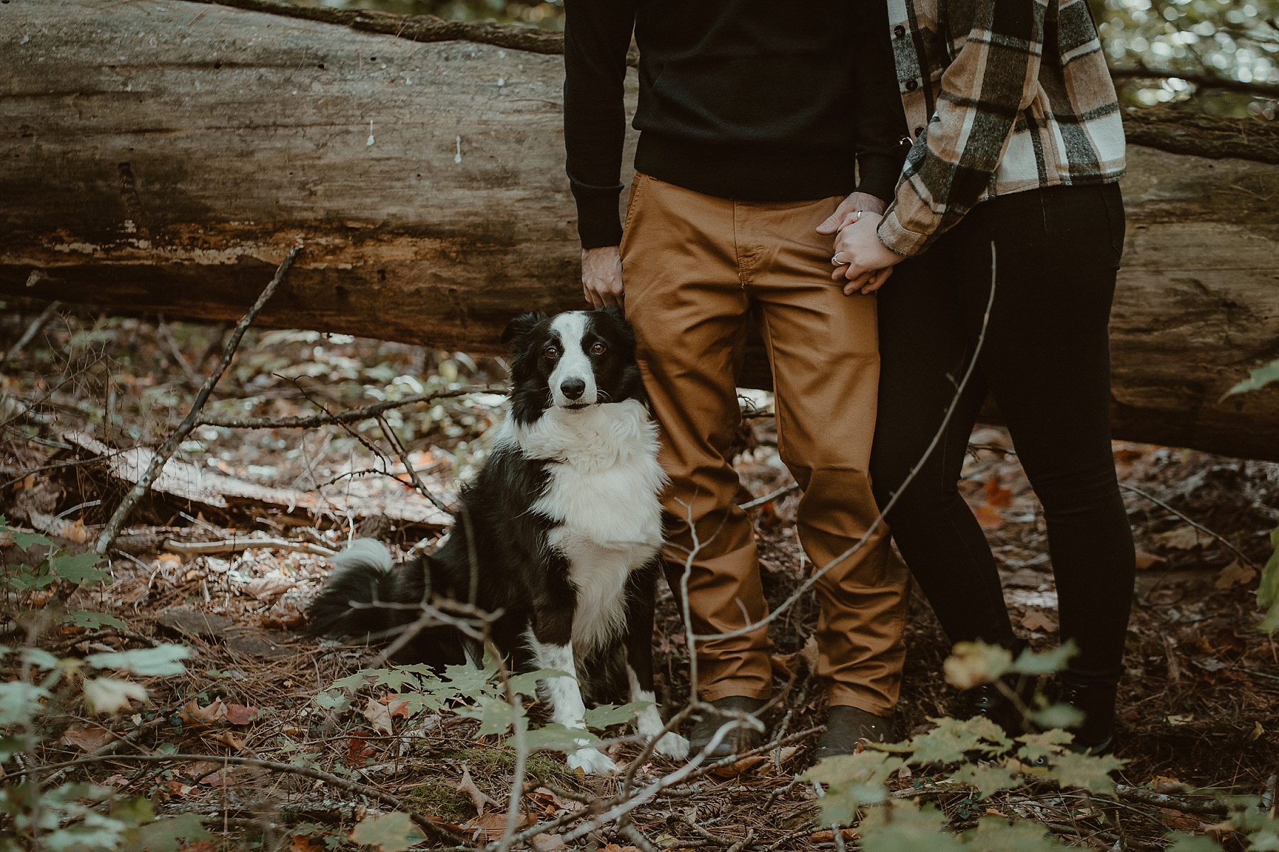 Dog sitting next to his couple at Hartwick Pines during an autumn engagement session.