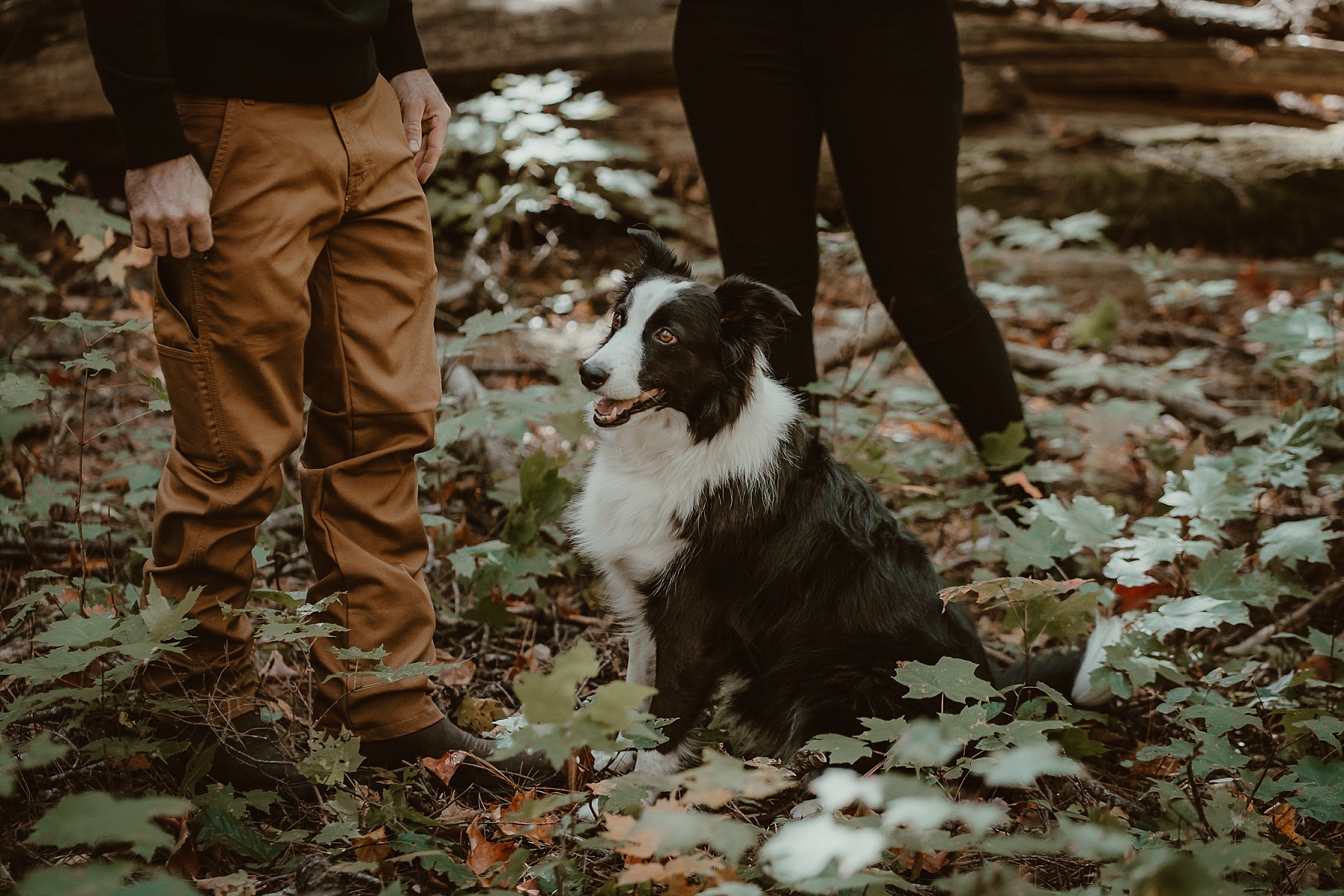 Dog sitting next to his couple at Hartwick Pines during an autumn engagement session.