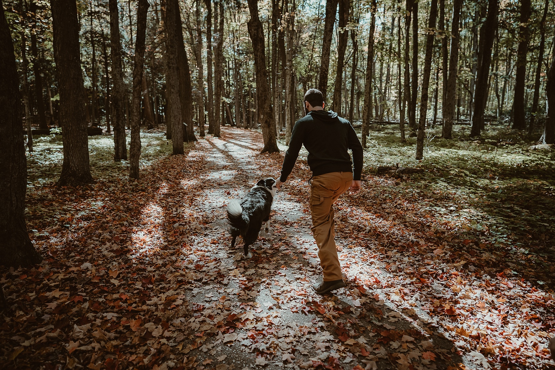 Dog exploring the forest floor at Hartwick Pines during an autumn engagement session.