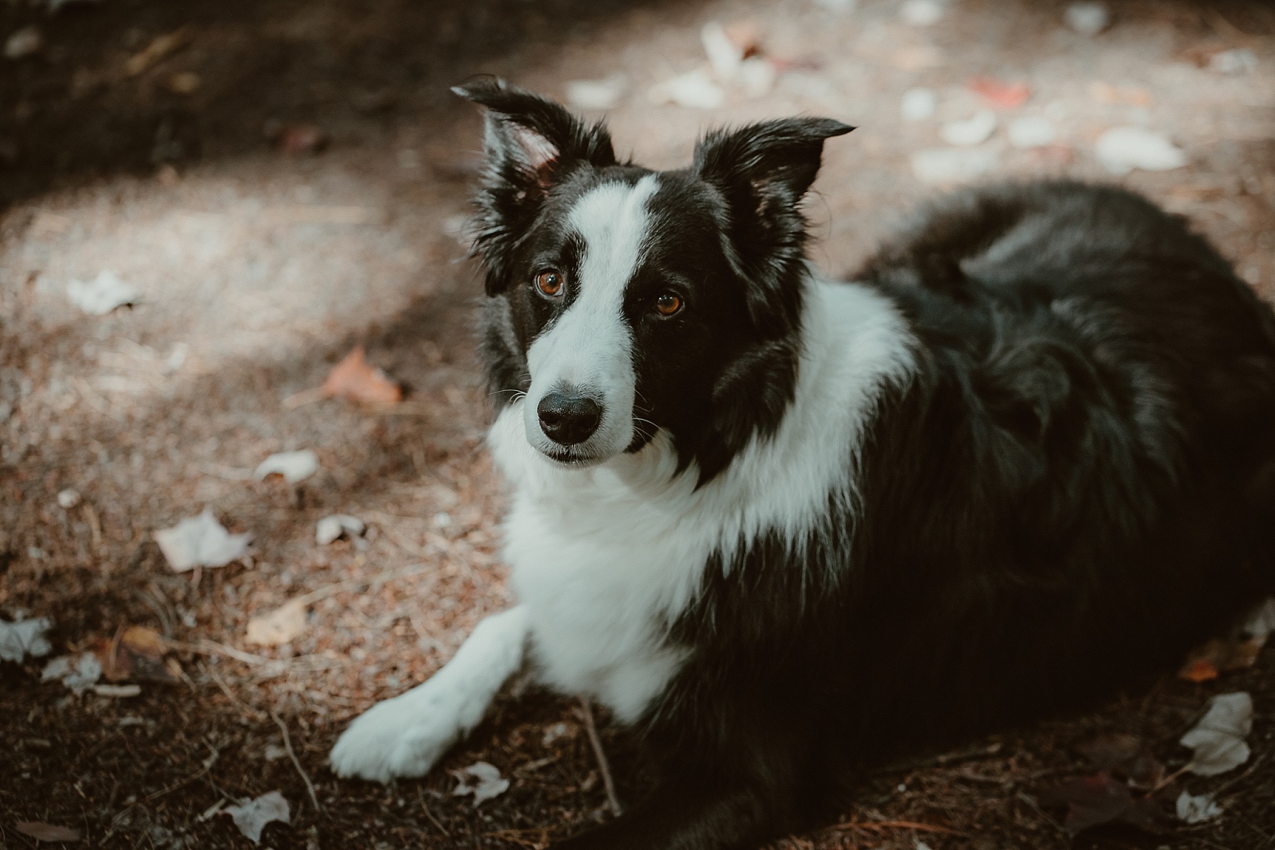 Border Collie laying in the sun during engagement session at Hartwick Pines State Park.