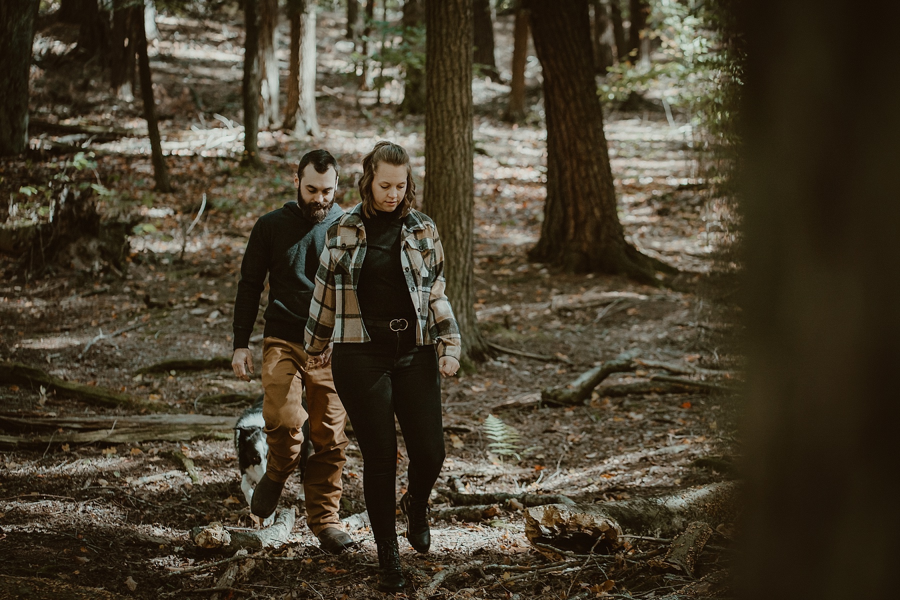 Couple walking through Hartwick Pines during peak fall color with their Border Collie in tow.