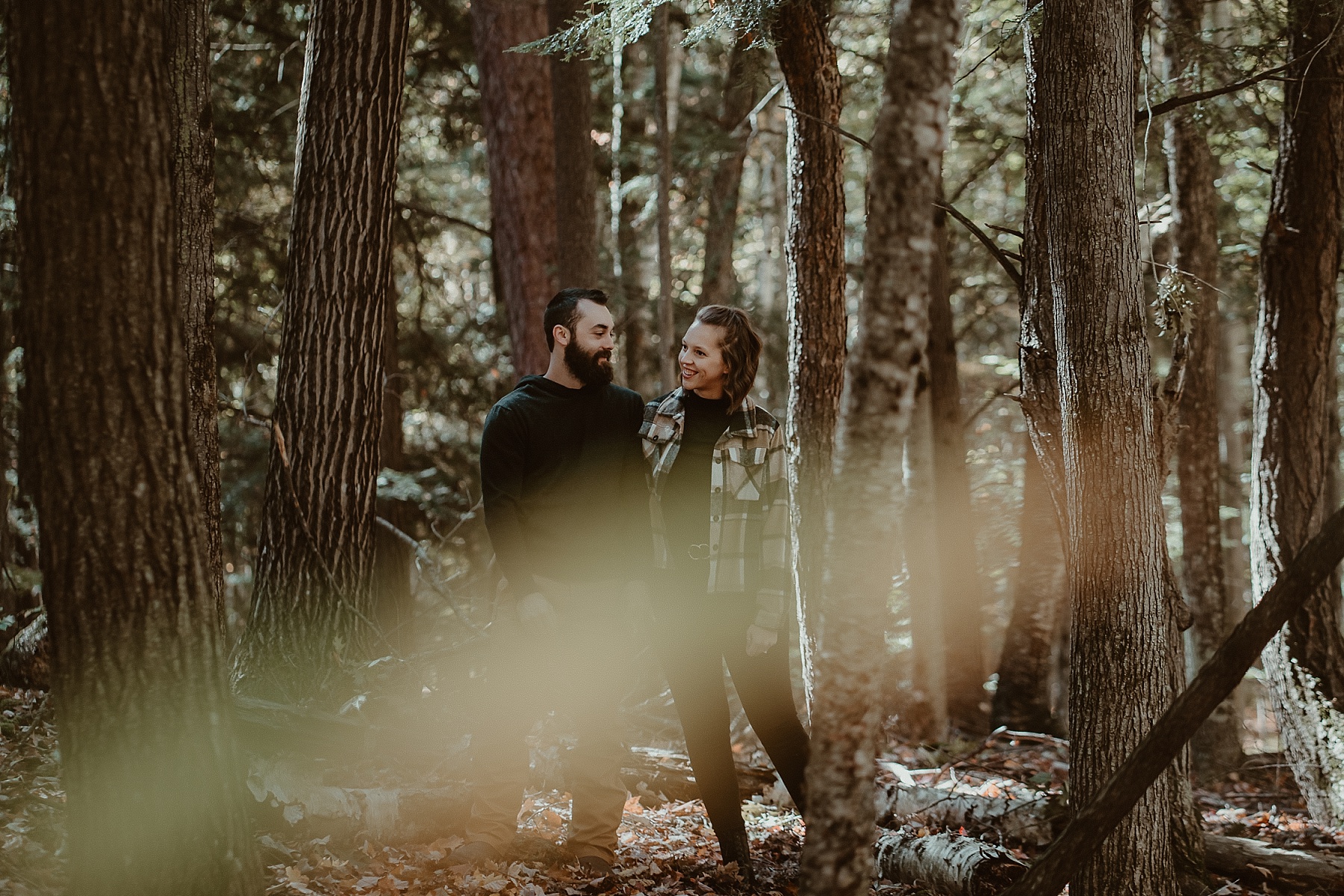 Engaged couple standing beneath towering old-growth pines surrounded by golden autumn leaves.