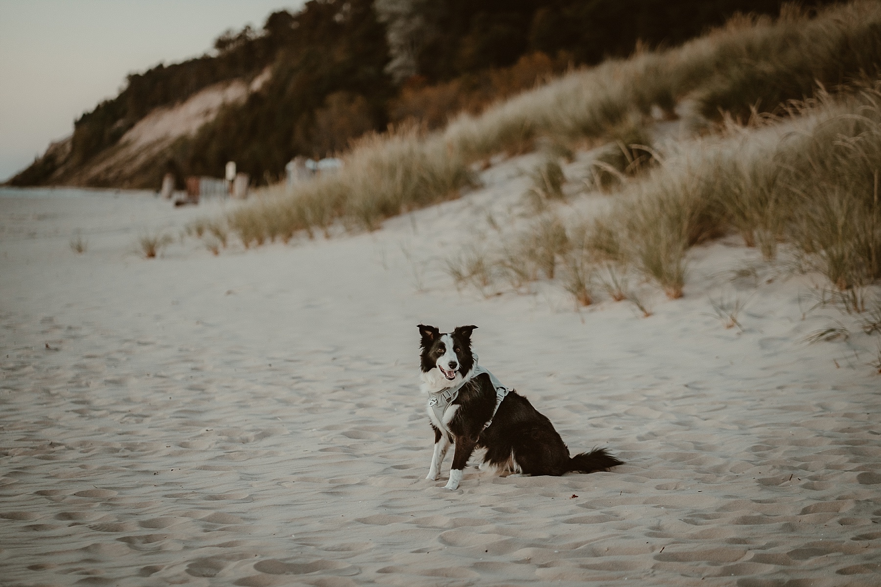 Border Collie sitting on the beaches of Lake Michigan.
