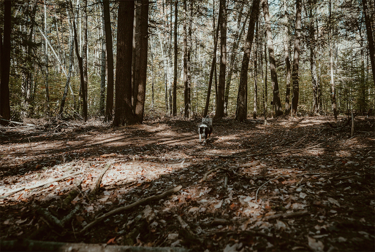 A GIF of dog exploring the forest floor at Hartwick Pines during an autumn engagement session.