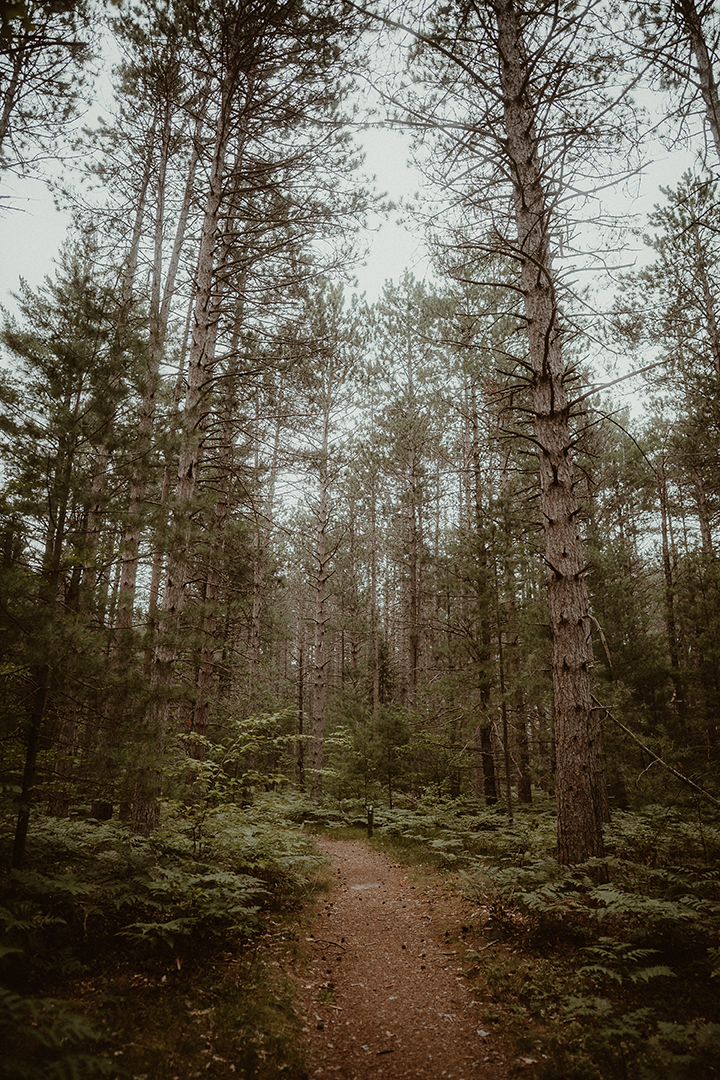 Northern Michigan wooded trail at Hartwick Pines