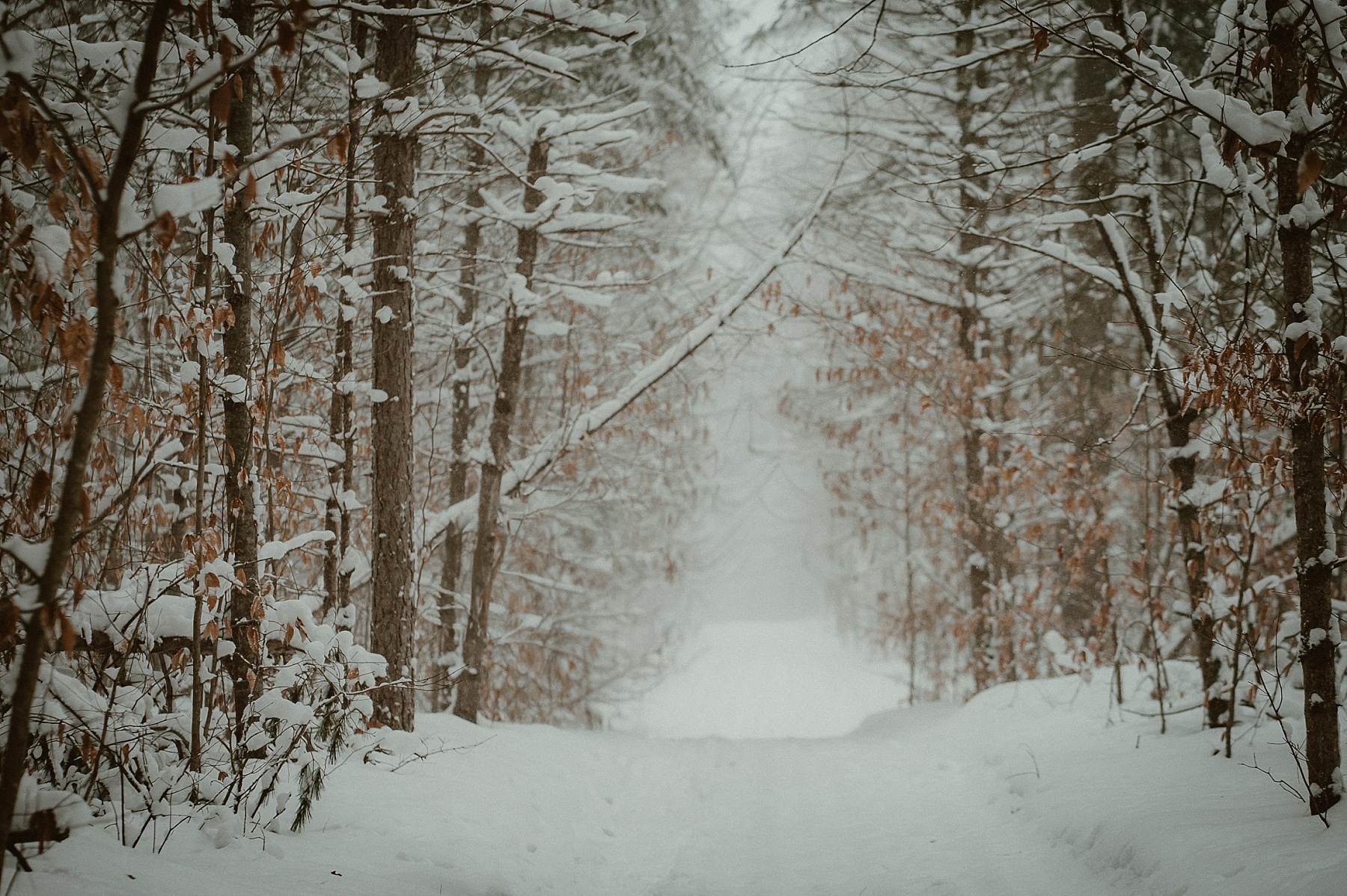 Snow-covered trail and tall pine trees at Hartwick Pines State Park winter photography session.