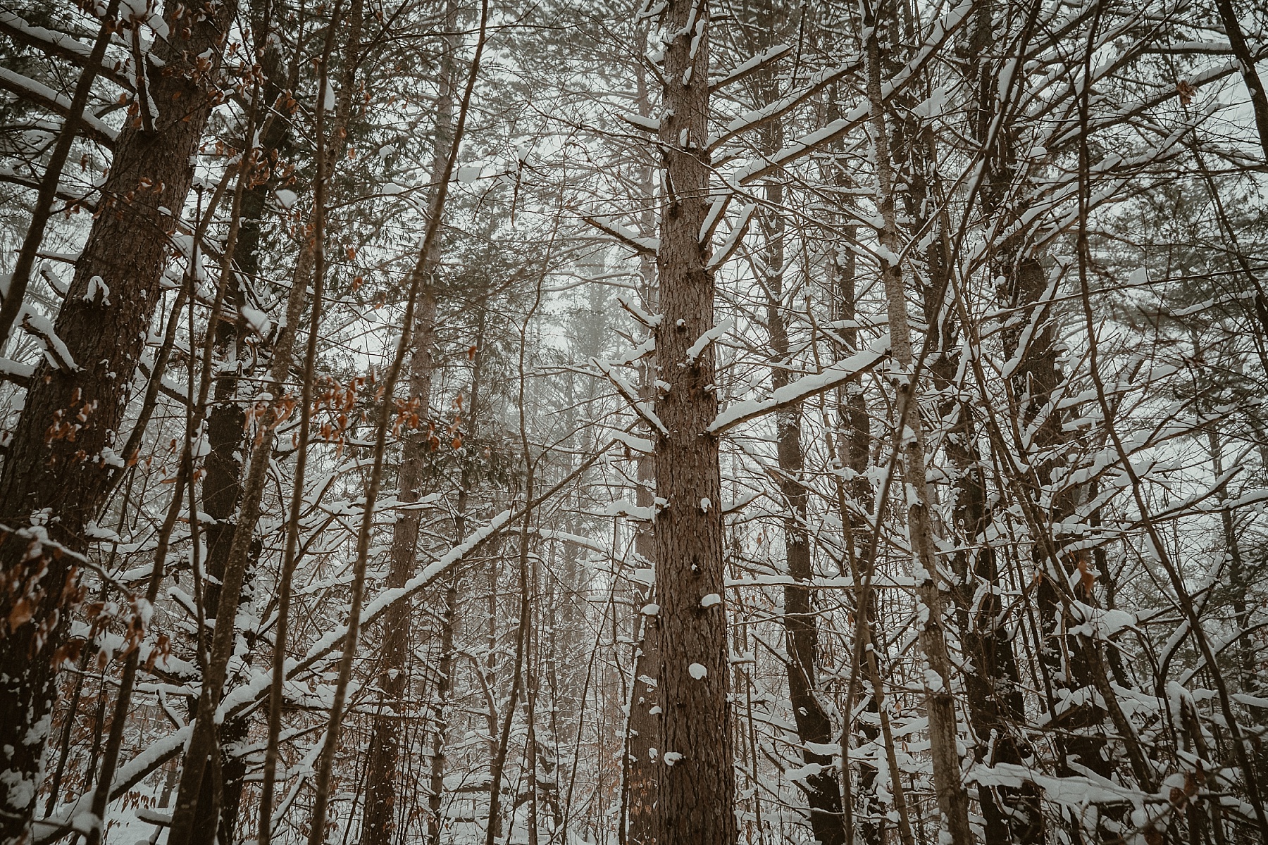 Snow-covered tall pine trees at Hartwick Pines State Park winter engagement session.