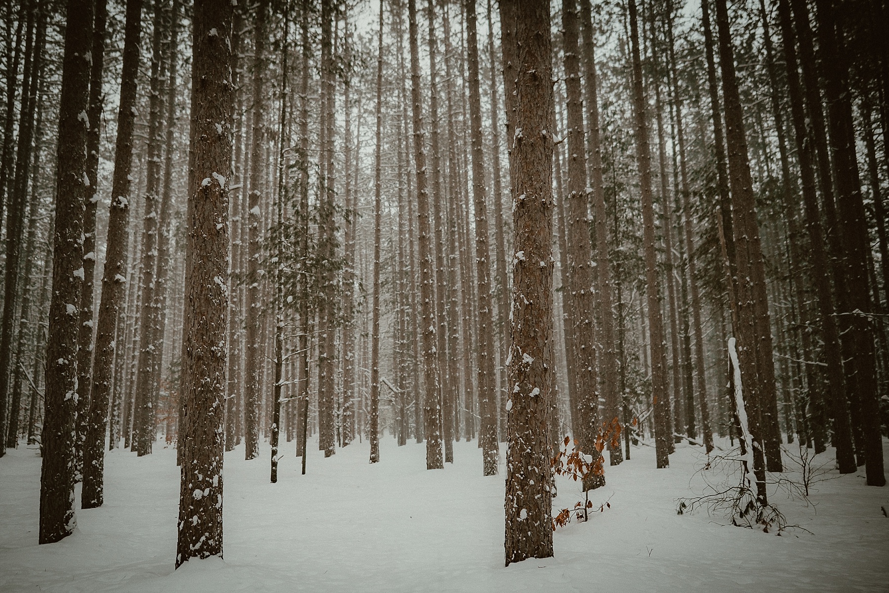 Snow-covered tall pine trees at Hartwick Pines State Park winter engagement session.