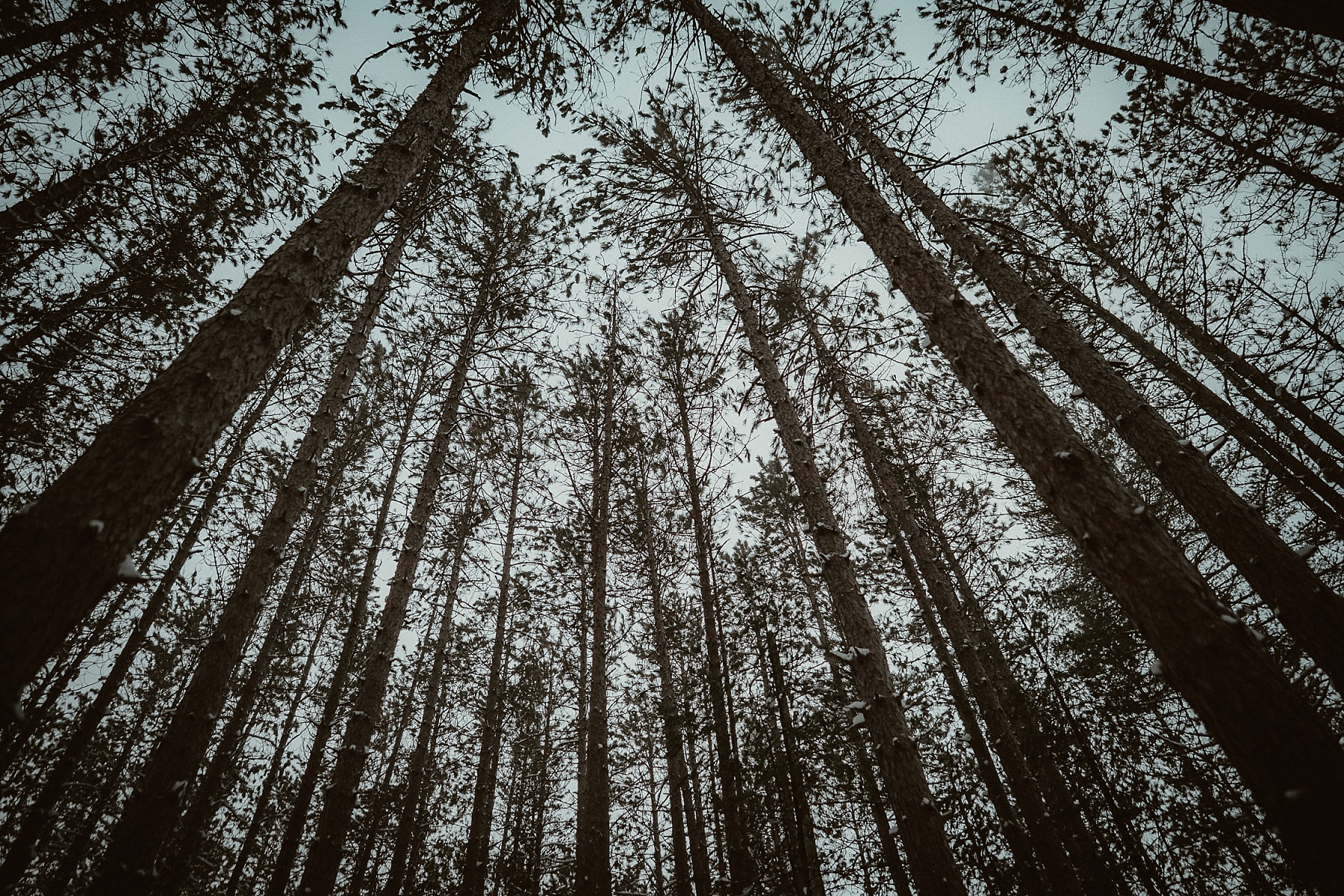 Tall pines and the winter sky in Grayling Michigan.
